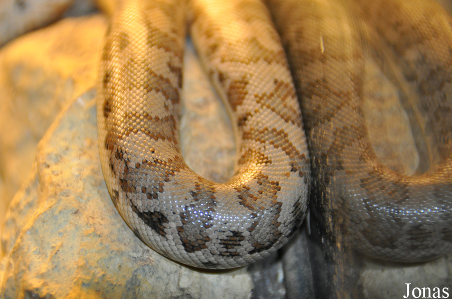Kölner Zoo