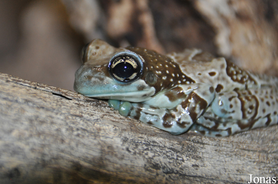 Reptilium Terrarien- und Wüstenzoo