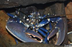 Anglesey Sea Zoo