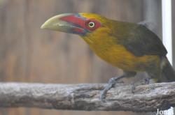 Pteroglossus bailloni