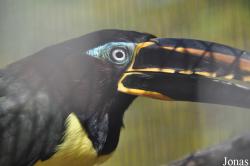 Emerald Forest Bird Gardens (P)