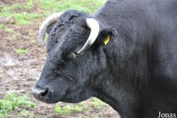 Cotswold Farm Park