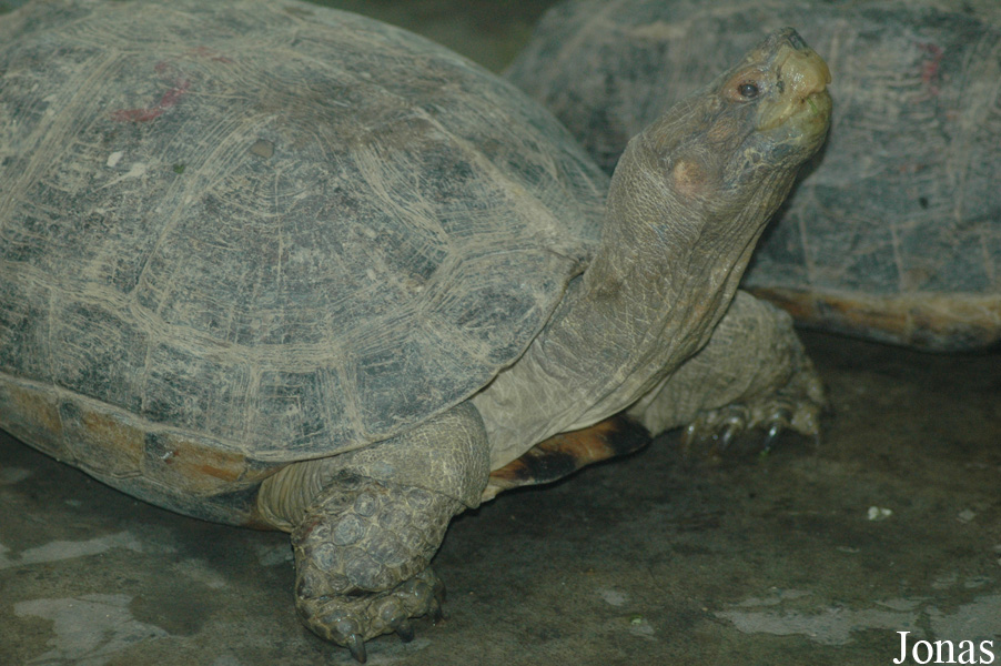 Chengdu Zoo