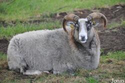 Mouton Gotland