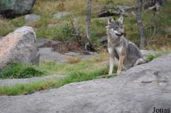 Järvzoo