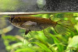 Pantodon buchholzi