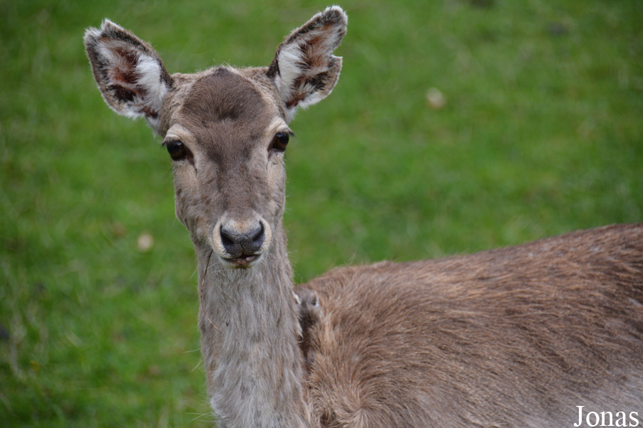 Zoo Bojnice