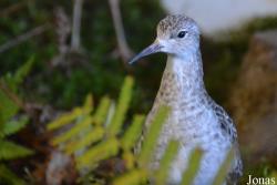 Calidris melanotos