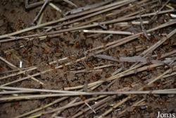 Macrotermes sp.