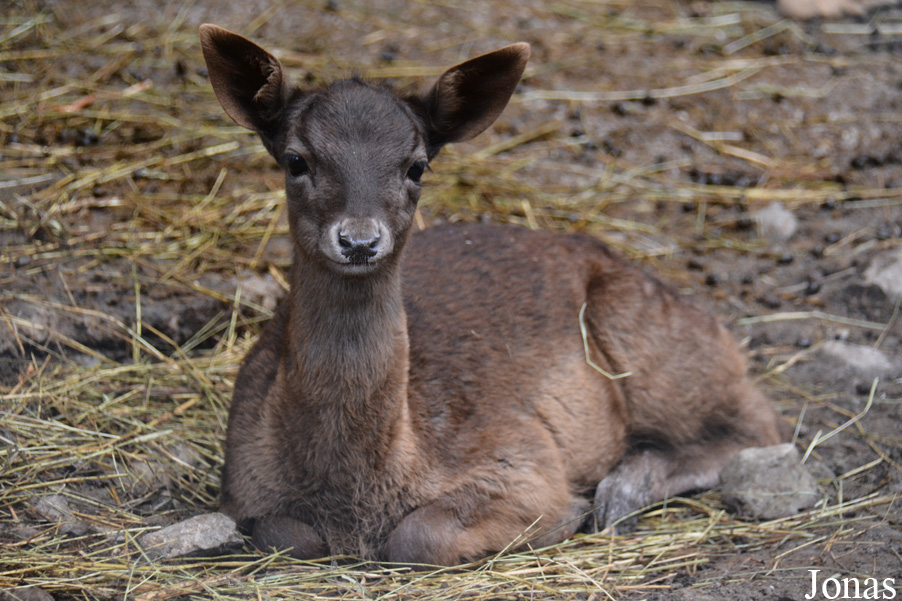 Zoo Alpin des Marécottes