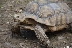 La Vallée des Tortues