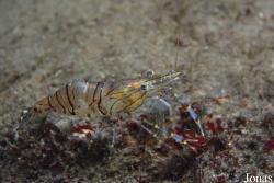 Aquarium de Canet-en-Roussillon