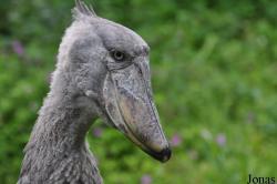 Balaeniceps rex