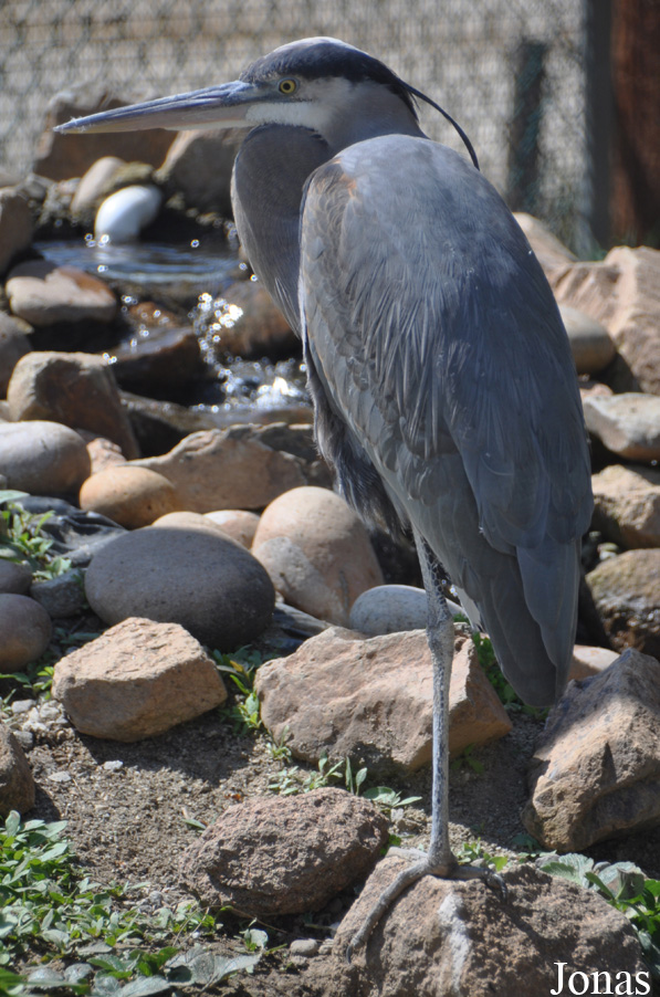 California Living Museum (CALM)