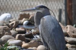 California Living Museum (CALM)