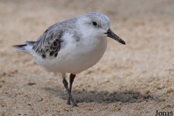 Calidris alba