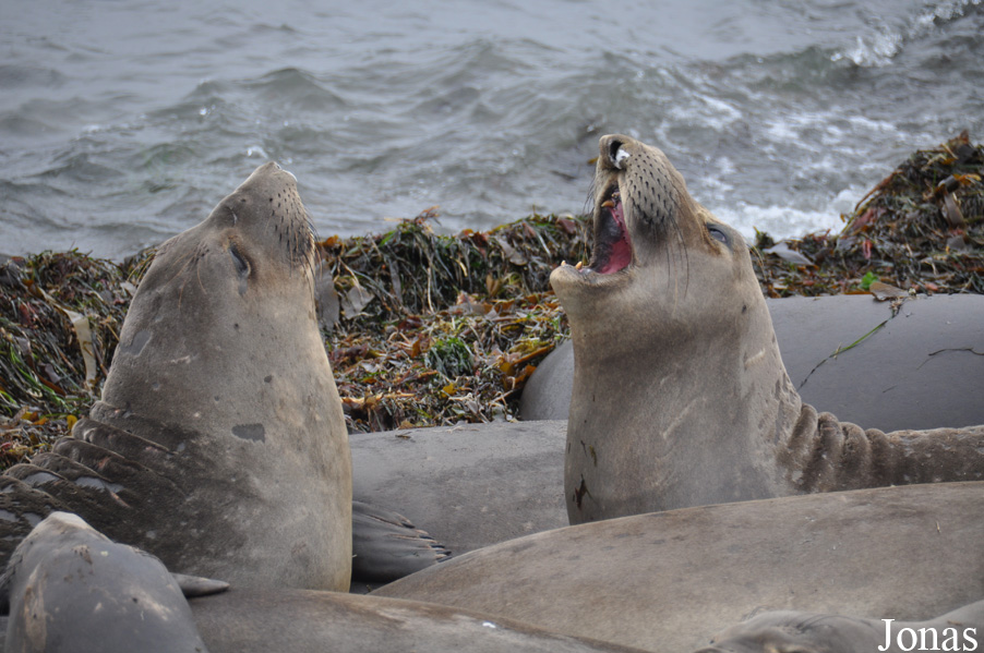 Piedras Blancas Elephant Seal Rookery