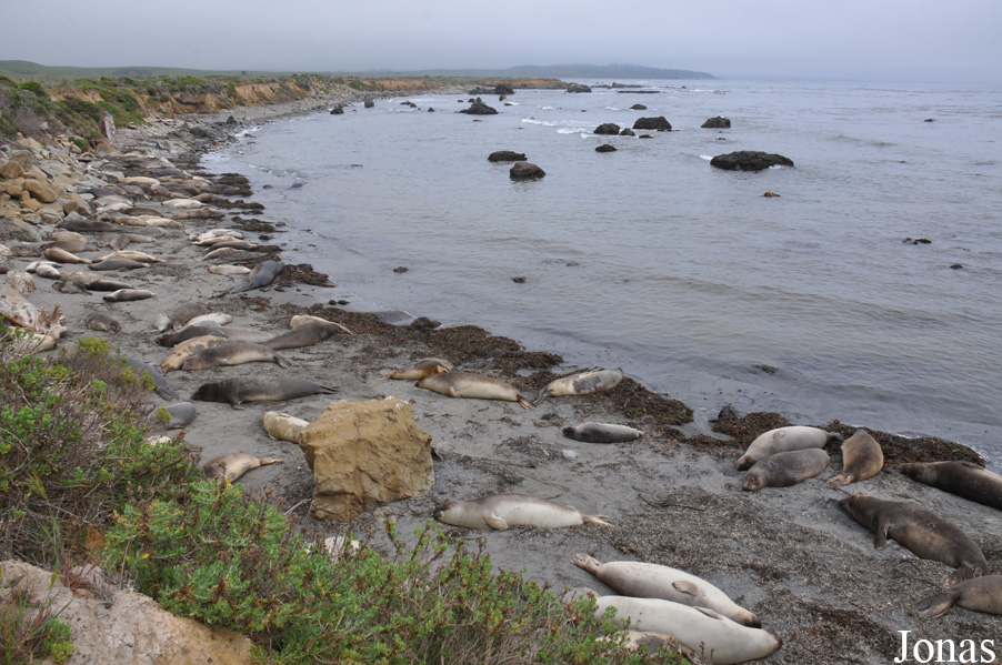 Piedras Blancas Elephant Seal Rookery