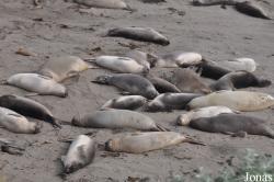 Piedras Blancas Elephant Seal Rookery