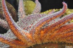 Pycnopodia helianthoides