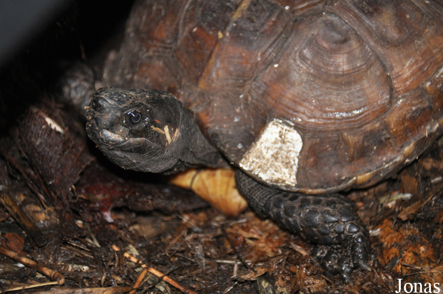 Behler Chelonian Center (P)