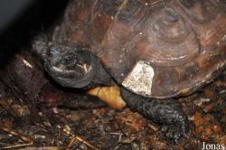 Behler Chelonian Center (P)