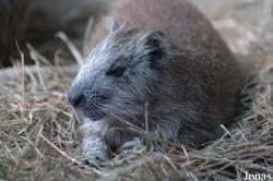 Capromys pilorides