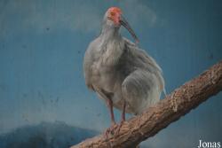 Beijing Zoological Gardens