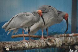 Beijing Zoological Gardens