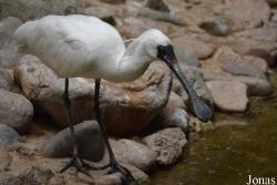 Beijing Zoological Gardens