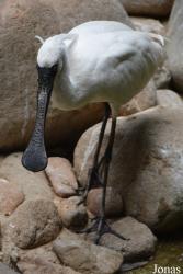 Beijing Zoological Gardens