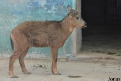 Beijing Zoological Gardens