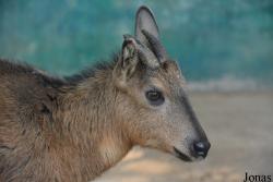 Beijing Zoological Gardens