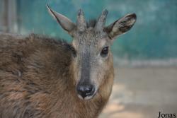 Beijing Zoological Gardens