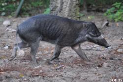Ogród Zoologiczny w Poznaniu Nowe Zoo