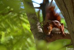 Sciurus granatensis