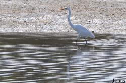 Ardea alba alba