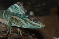 Central Park Zoo