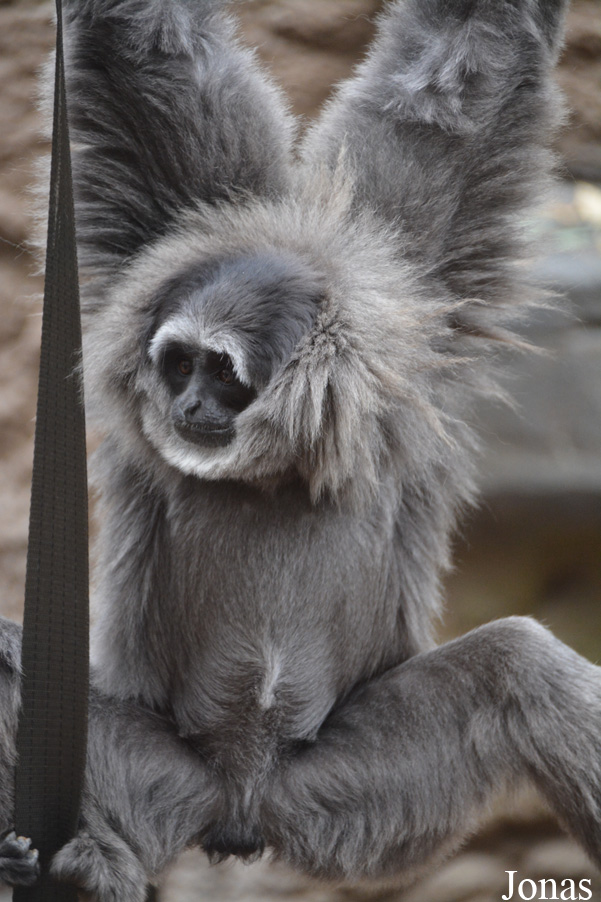 Chester Zoo