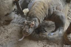 Zoo Antwerpen