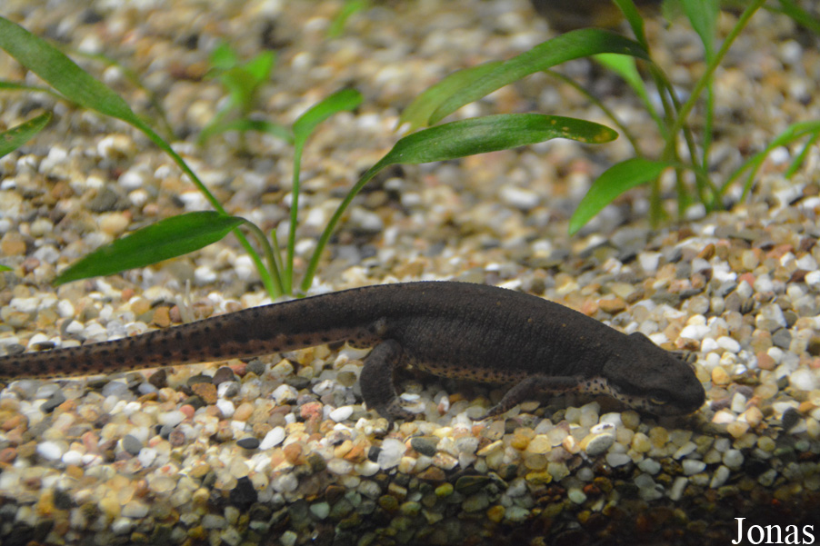 Aquarium Public de Bruxelles