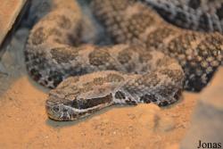 Staten Island Zoo