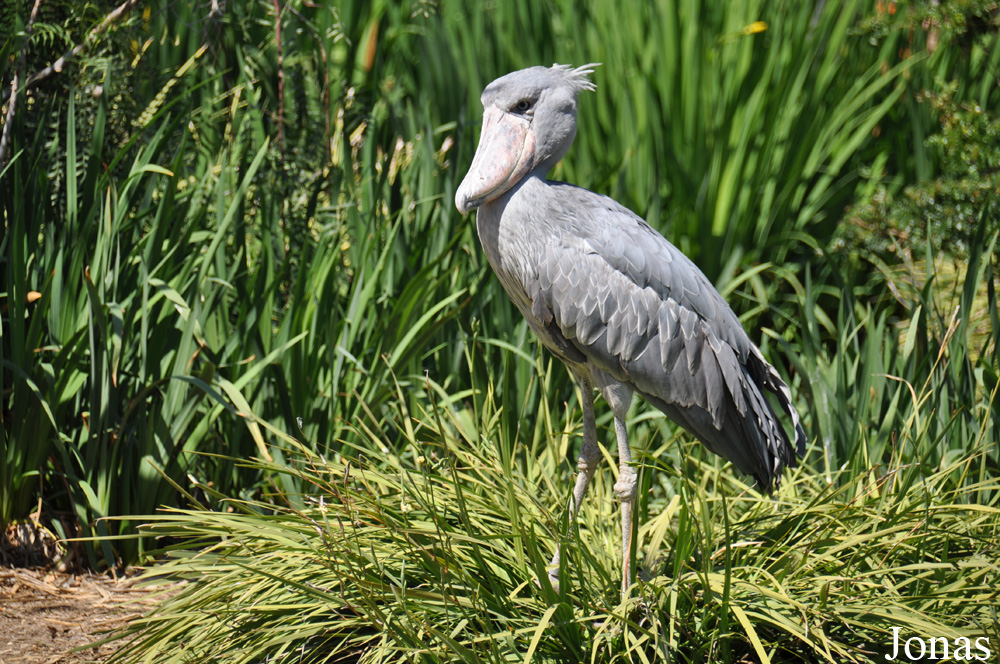 San Diego Zoo Safari Park