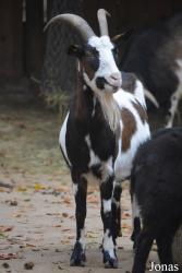 Chèvre Tauernscheckenziege