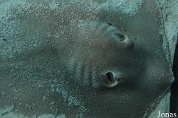Urotrygonidae