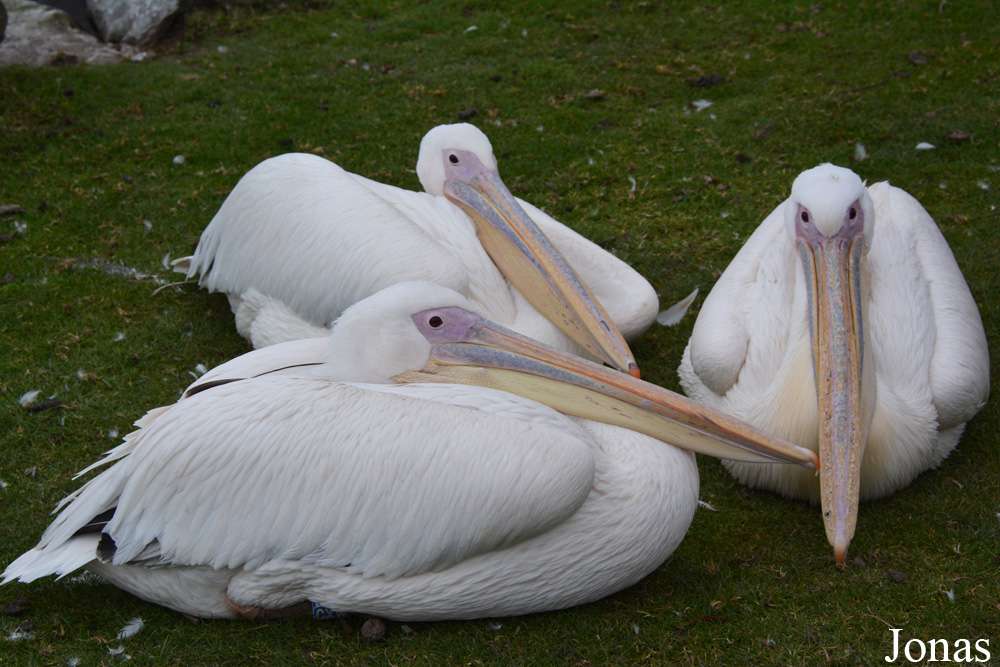 Fota Wildlife Park
