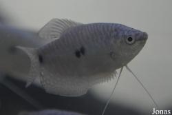 Acuario del Parque Lenin