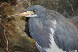 Egretta tricolor ruficollis