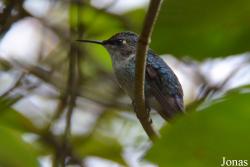 Mellisuga helenae
