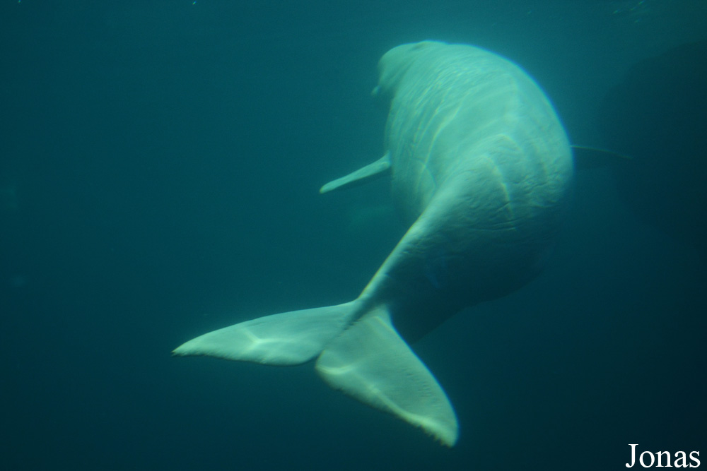 Shedd Aquarium